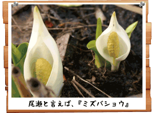 水芭蕉