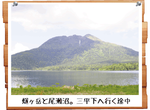 水芭蕉
